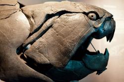 Ve vymíráním na konci devonu skončili i ikoničtí vrcholoví predátoři, pancířnaté ryby rodu Dunkleosteus. Kredit: Neil Conway / Wikimedia Commons.