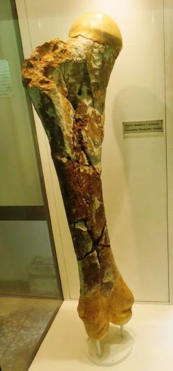 Fragment fosilní stehenní kosti druhu Palaeoloxodon namadicus. Nejdelší objevený exemplář by v kompletním stavu měřil na délku asi 1,9 metru a blížil by se tak velikosti femurů obřích sauropodů. Původce takové kosti by zřejmě měřil v nejvyšším bodě hřbetu přes 5 metrů a vážil by kolem 22 tun. Jednalo by se tak o největšího známého suchozemského savce v dějinách života na Zemi. Kredit: Ghedoghedo, Wikipedie (CC BY-SA 3.0)