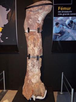 Obří stehenní kost sauropoda druhu Patagotitan mayorum, formálně popsaného v loňském roce. Kost je dlouhá asi 2,4 metru a patřila zvířeti vážícímu kolem 70 tun. Kredit: Gastón Cuello, Wikipedie (CC BY-SA 4.0)