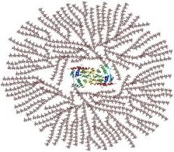 Granule glykogenu. V centru je protein, na nějž jsou vlákna glykogenu navázána. Není divu, že svalové buňky, když nemusí, dávají přednost jednodušším molekulám snadno využitelné glukózy. (Kredit: Mikael Häggström)