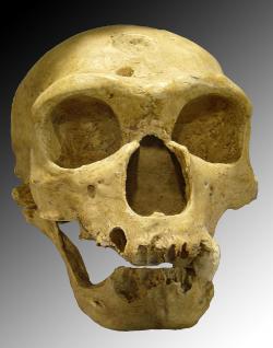 Lebka neandertalce objevená 1908 ve Francii, La Chapelle-aux-Saints.  Za to, co nám v dobách zlých pomohlo přežít infekce vděčíme těm, kteří se svým výrazným nosem, malým čelem a robustní postavou a téměř  žádnou bradou, více podobali opicím, než my. Kredit: Luna04 Wikipedia)