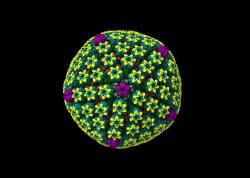 Elegantní kapsida viru Herpes simplex virus 2. Kredit: Victoramuse / Wikimedia Commons.