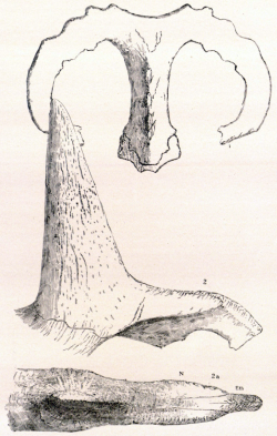 Foslie holotypů domnělých samostatných druhů ceratopsidních dinosaurů – Monoclonius crassus a Monoclonius sphenocerus. Tyto taxony pojmenoval slavný paleontolog Edward Drinker Cope, dnes je však jejich validita značně zpochybněna. Pravděpodobně se jednalo o fosilie jiných, známějších druhů ceratopsidů. Kredit: Wikipedie / Biodiversity Library (volné dílo)