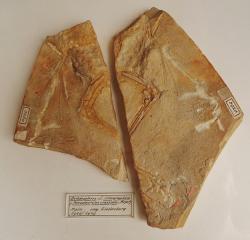 Fosilie rodu Ostromia, umístěné v expozici Teylers Museum v holandském Haarlemu. Původně byla tato fosilie považována za pozůstatky jakéhosi pozdně jurského ptakoještěra, později za fosilie „praptáka“ rodu Archaeopteryx. Dnes předpokládáme, že se jednalo spíše o blízkého příbuzného čínských anchiornitidů. Kredit: GhedoGhedo; Wikipedie (CC BY-SA 4.0)