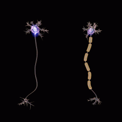 Šíření akčního potenciálu v myelinizovaných neuronech je rychlejší než v nemyelinizovaných neuronech. Kredit: Dr. Jana, Patreon, CC BY 4.0   https://www.patreon.com/posts/4374048