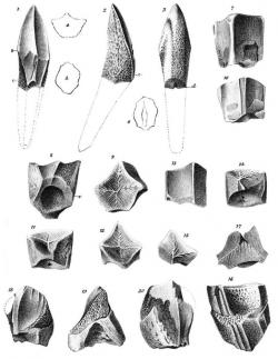 Ilustrace fragmentů fosilních zubů lambeosaurinních kachnozobých dinosaurů (hadrosauridů), popsaných Josephem Leidym v roce 1856 jako „Trachodon mirabilis“. Toto vědecké jméno již nicméně dlouho není v platnosti. Kredit: Wikipedie (volné dílo)