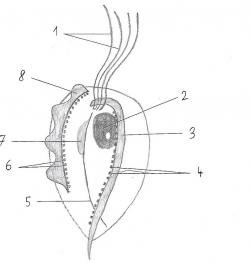 Nákres bičenky drůbeží (Trichomonas gallinae), jednobuněčného a jednojaderného parazitického prvoka, způsobujícího nemoc trichomonázu u současných ptáků. Mikroskopický bičíkatý organismus má celosvětové rozšíření a přenášen je přímým kontaktem. Skutečná velikost jádra tohoto mikroorganismu, formálně popsaného roku 1878, činí asi 3 mikrometry. Kredit: HelljumperCZ; Wikipedie (CC BY-SA 4.0)