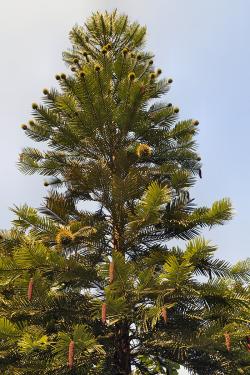 Wollemia nobilis je stálezelený strom dosahující výšky až čtyřicet metrů. Kredit: AndyScott, Wikipedia, CC BY-SA 4.0