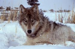 Vlk z Yellowstone. Kredit: Doug Smith.