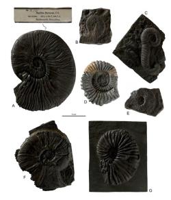 Amoniti ze spodní křídy. A: Hoplites borowae Uhlig, 1883. B: holotyp Hoplites paraplesius Uhlig, 1901, D: holotyp Procheloniceras amadei Uhlig, 1883, E: holotyp Hoplites teschenensis Uhlig 1901.