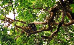 Pohoda v Kibale. Kredit: Drrobert, Wikimedia Commons, CC BY-SA 4.0. Pohoda v Kibale. Kredit: Drrobert, Wikimedia Commons, CC BY-SA 4.0.