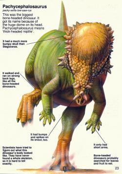 Pohled na pachycefalosaura, útočícího se skloněnou hlavou, ozbrojenou masivní lebeční kupolí. P. wyomingensis byl největším a zároveň posledním zástupcem čeledi. Kredit:Luis V. Rey, kniha The Usborne Book of Dinosaurs (převzato z blogu Love in the Times of Chasmosaurus)