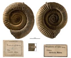 Amonit Suevisphinctes nov. sp. Dosud jediný exemplář nového, dosud nepopsaného druhu nového rodu Suevisphinctes. Amonit Suevisphinctes nov. sp. Dosud jediný exemplář nového, dosud nepopsaného druhu nového rodu Suevisphinctes.
