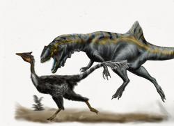 Karcharodontosaurid Concavenator corcovatus útočí v plném běhu na opeřeného pelekanimima. Pokud ho nestihne skolit do doby, než tento ornitomimosaur získá plnou rychlost, nejspíš ho již nechytí. Kredit: Durbed, publikováno na DeviantArt a Wikipedii