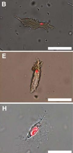 Osteocyty (kostní buňky) druhů T. rex (B), B. canadensis (E) a pštros dvouprstý (H), zobrazující pozitivní reakci na propidium jodid (interkalující barvivo, vážící se na DNA). Kredit: Dr. Mary Schweitzerová, NC State University