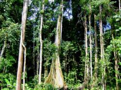 Primární tropický prales na Papui – Nové Guinei. Kredit: P. Klimeš.