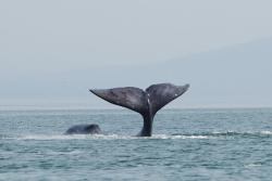 Inspiruje nás rezistence velryb vůči rakovině? Kredit: Olga Shpak / Wikimedia Commons.