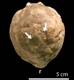 Fosilie dochované lebeční kupole sférotola (katalogové označení AMNH 0044). Šipky ukazují na místa s viditelným poškozením povrchu tohoto lebečního útvaru, které mohou být dokladem pro vnitrodruhové zápolení (srážení hlavou) u těchto dinosaurů. Kredit: Peterson et al. (PLoS ONE); Wikipedie (CC BY 2.5)