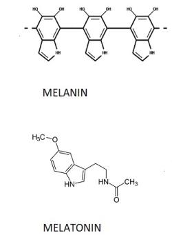 Melanin je tmavé barvivo. U tučňáků je odpovědný za černé zbarvení peří, u l.idí za vlasy jak havraní křídlo, ale také za stařecké skvrny na kůži. Melatonin je hormon Kredit: OSEL.