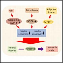 Leukemické buňky se zmocňují hostitelovy glukózy tak, že v tukové tkáni navodí produkci proteinu IGFBP1 a sníží tak citlivost buněk zdravých tkání na inzulin. Následky na sebe nenechají dlouho čekat. Dochází k dysbióze,  změnám v mikrobiomu a produkci toxinů pronikajících do celého organismu a spoučtějících systémový zánětlivý proces. Klesá produkce inzulinu a stav v mnoha ohledech připomíná progresivní diabetes. Konečnou fází je celkový rozvrat homeostáze. Kredit: Haobin Ye.