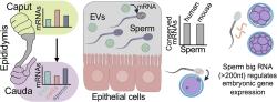 Schéma pokusu dokazujícího přenos mRNA z nadvarlete do spermií (následně do zygot), zajišťují v raném embryu regulaci genů. (Kredit: N.A. Trigg et al. Nucleic Acids Research, 2026).
