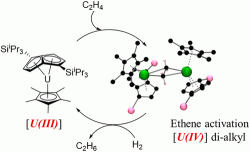 Uran vytváří s ethenem komplex, aktivuje ho a katalyzuje hydrogenaci již za pokojové teploty. Kredit: Nikolaos Tsoureas et al., J. Am. Chem. Soc. 2019.