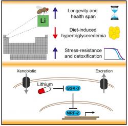 Studie líčí lithium téměř jako zázračný přípravek. Kromě stabilizátoru nálady také jako lék protahující život kvasinkám i blanokřídlým. Dlouhověkost jim má propůjčovat prostřednictvím inhibice enzymu GSK a následnou aktivací Nrf2. Mělo by jít mechanismus který je stejný i u lidí. (Kredit: Jorge Iván Castillo-Quan a kol., 2016)