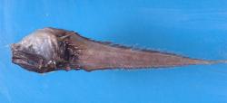 Hrujovka vojenská (Acanthonus armatus) si vystačí s mozkem 0,05 gramů. Foto: Leonardo Grossklags, Zdroj: Databáze GICIM Národního muzea přírodní historie (Muséum National d'Histoire Naturelle), CC-BY-NC