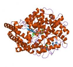 ACE. Struktura angiotenzin konvertujícího enzymu (volné dílo).