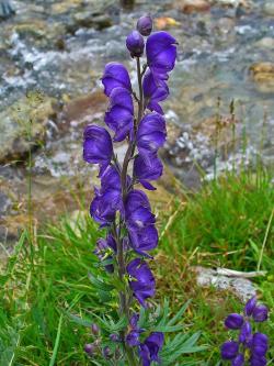 Oměj Aconitum napellus. Vytrvalá prudce jedovatá bylina náležející do  čeledi pryskyřníkovité (Ranunculaceae). Dorůstá výšky až 150 cm. Kredit: Llez, Wikimedia Commons, CC BY-SA 3.0