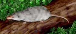 Adelobileus, rekonstrukce podle fosilizované lebky nalezené v Texasu. Je považován za společného předka všech moderních savců nebo jeho  blízký příbuzný společného předka. Kredit: Nobu Tamura (http://spinops.blogspot.com)