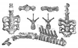Dochované kosterní fragmenty druhu Agathaumas sylvestris. Jejich geologické stáří, geografická lokalizace i celkový tvar a velikost jasně naznačují, že jde ve skutečnosti o pozůstatky dospělého triceratopse. Převzato z Wikipedie.