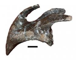 Zobákovité rostrum ajkaceratopse dokládá, že se jedná o jediného prokazatelného zástupce skupiny rohatých dinosaurů, objevených dosud na našem kontinentu. Tento malý býložravec obýval oblasti dnešního Maďarska v době před asi 85 miliony let. Kredit: Csiki-Sava et al., 2015; Wikipedie (CC BY 3.0)