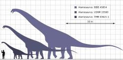 Zatímco dříve objevené exempláře ukazovaly pouze na „střední“ velikost, novější fosilní materiál popsaný roku 2011 poukazuje na skutečně obří rozměry alamosaurů. Hmotnost největších jedinců nejspíš přesáhla 50 metrických tun, což odpovídá hmotnosti deseti slonů afrických. Kredit: Steveoc 86, Wikipedie (CC BY-SA 3.0)