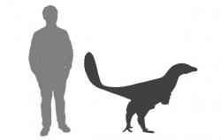 Albertavenatoři byli relativně malí teropodi, dosahující délky dvou až tří metrů a hmotnosti zhruba kolem 50 kilogramů. Ačkoliv žádné fosilní otisky opeření nebyly objeveny, je prakticky jisté, že i tento druh byl vybaven bohatým pernatým integumentem. Kredit: Oliver Demuth https://odemuth.wordpress.com/