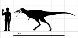 Diagram zobrazující siluetu a dochované fosilie holotypu A. remotus v porovnání s postavou dospělého člověka. První exemplář dinosaura dosahoval odhadované délky asi 5 až 6 metrů, šlo ale pravděpodobně o dosud plně nedorostlý exemplář. Stavbu těla tohoto rodu osvětlil objev lépe zachovaného jedince druhu A. altai v roce 2009. Kredit: Steveoc 86, Wikipedie (CC BY 3.0)