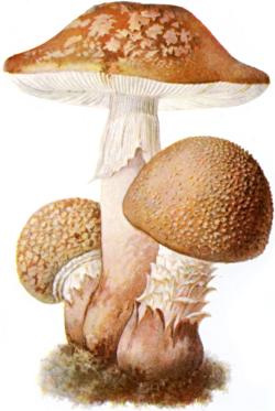 Masák - muchomůrka růžovka (Amanita rubescens). (Albin Schmalfuß, Wikipedia, CC BY-SA 3.0) Masák - muchomůrka růžovka (Amanita rubescens). (Albin Schmalfuß, Wikipedia, CC BY-SA 3.0)