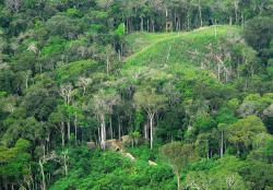 Amazonský prales (na snímku oblast v brazilském státě Acre) připravil klimatologům překvapení.  Kredit: Gleilson Miranda / Governo do Acre / Wikipedia