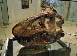 Lebka druhého v pořadí objeveného jedince druhu Tyrannosaurus rex, vystavená v Americkém přírodovědném muzeu v New Yorku. V době objevu, tedy v roce 1908, se ještě mnozí paleontologové domnívali, že Země není starší než 100 milionů let a od doby života tohoto dinosaura neuplynulo víc než asi 3 miliony let geologického času. Ve skutečnosti vyhynuli poslední tyranosauři ještě asi o 63 milionů let dříve. Kredit: Futureman1199; Wikipedie (CC BY-SA 4.0)