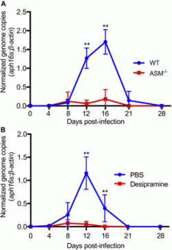 Spodní graf ukazuje počet kopií genetické informace Anaplasma p. v krvi infikovaných myší v závislosti na době od nakažení. Modré označení náleží kontrolní skupině zvířat a červené skupině, které byl podáván desipramin. Infekce u skupiny pod vlivem antidepresiva vůbec nevzplanula. Vrchní graf ukazuje téměř to stejné. Jen absence funkce enzymu je u myší ASM-/- (červené značení) vrozená, což je činí odolnými. Analogicky u lidí známe dědičnou Niemann-Pickovu chorobu způsobenou deficitem ASM. Tedy i oni musí být proti infekci imunní. (Kredit: DOI: 10.26508/lsa.201800292, CC BY 4.0)