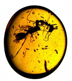 Dva mravenci z Myanmaru, které lapila pryskyřice v průběhu smrtelného souboje. Co je na tom zajímavého? K souboji došlo už před 99 miliony let. Kredit: Copyright AMNH/D. Grimaldi and P. Barden