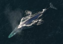 Aby vědci zjistili kolik toho velryby zkonzumují, označili si a sledovali 321 kytovců sedmi druhů. Data byla shromážděna v průběhu let 2010 až 2019. Každá z velryb měla na hřbetě sondu vybavenou kamerou, mikrofonem, GPS a akcelerometrem. Na snímku je Plejtvák obrovský, kredit: NOAA Photo Library – anim1754, volná doména.