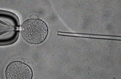 Ukázka techniky mikroinjekce, kterou v Conineho laboratoři testují, jak RNA přítomné ve spermiích přenáší negenetické informace svým potomkům a ovlivňují tak jejich fenotyp - animace zde. (Kredit: Conine lab).