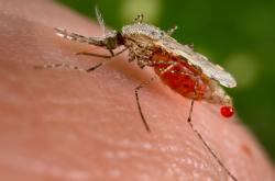 Ďalšie testovanie vakcíny proti malárii má priaznivé výsledky