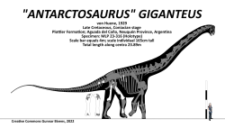 Současná představa o celkové podobě, tvaru těla a velikosti druhu Antarctosaurus giganteus. Ačkoliv byl tento sauropod dlouhý jako kloubový autobus a vážil zhruba tolik, co sedm dospělých slonů, nepatřil k těm úplně největším známým dinosaurům. Dostal by se nicméně přinejmenším do první dvacítky. Kredit: Gunnar Bivens; Wikipedia (CC BY-SA 4.0)