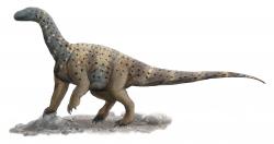 Rekonstrukce přibližného vzezření sauropodomorfa druhu Antetonitrus ingenipes. Tento vývojově primitivní sauropod z čeledi Lessemsauridae žil na území současné jižní Afriky v období rané jury, asi před 200 až 190 miliony let. S délkou v rozmezí 8 až 12 metrů patřil k prvním skutečně velkým dinosaurům. Jeho fosilie byly objeveny v sedimentech souvrství (Upper) Elliot. Kredit: Paleoequii; Wikipedia (CC BY-SA 4.0)