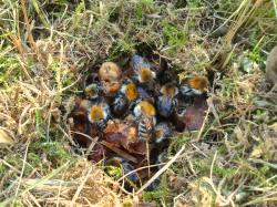 Hnízdo čmeláka rolního (Bombus pascuorum). Autor: Panoramamedia, Zdroj Wikipedia,CC BY-SA 3.0