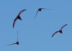 Momentka hejna ukazuje, jaké divy rorýsům dovoluje s křídly dělat jejich hrudní pletenec. (Kredit: Keta,  CC BY-SA 3.0,  en-Wikiedia)
