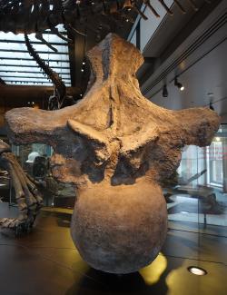 Ohromný obratel titanosaurního sauropoda druhu Argentinosaurus huinculensis, od roku 1993 stále největšího známého dinosaura. Tato kost je vysoká 159 cm a široká 129 cm, šířka těla obratle činila až 57 cm. Obratel náležel k páteři živočicha, jehož hmotnost pravděpodobně dosahovala 80 až 100 metrických tun. Snímek anteriorní části hrudního obratle z expozice Natural History Museum of Los Angeles County. Kredit: Etemenanki3; Wikipedia (CC BY-SA 4.0)