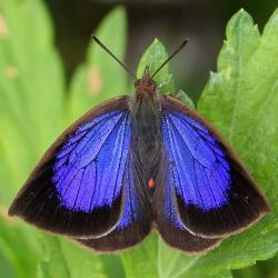 Ostruháček Arhopala japonica. Kredit: Alpsdake, Wikipedia